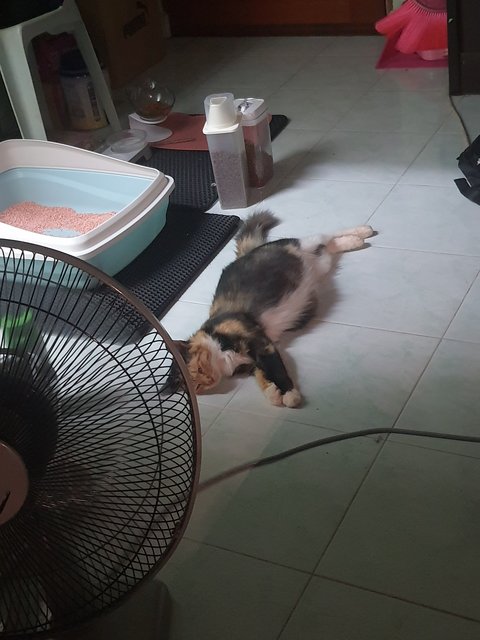 Teng - Domestic Medium Hair + Calico Cat