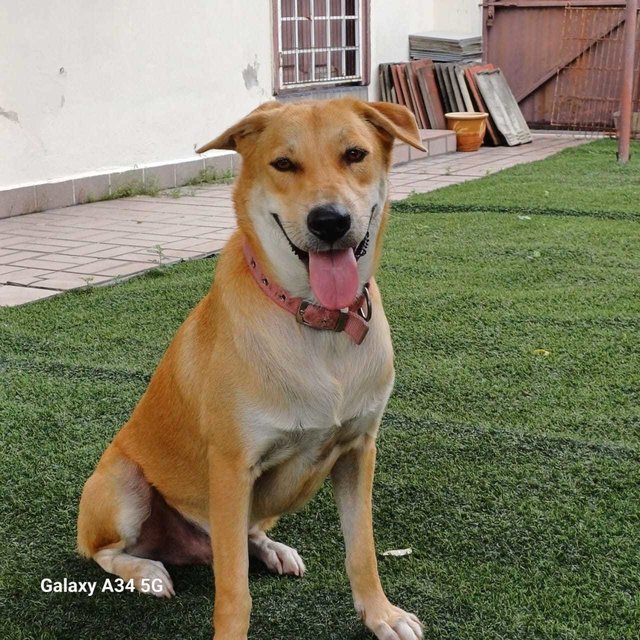 Tiger - Mixed Breed Dog