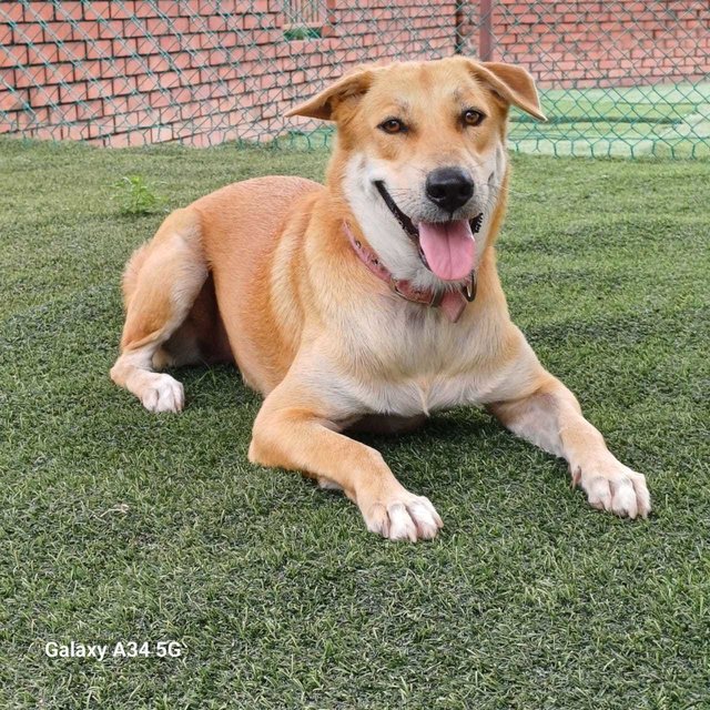 Tiger - Mixed Breed Dog