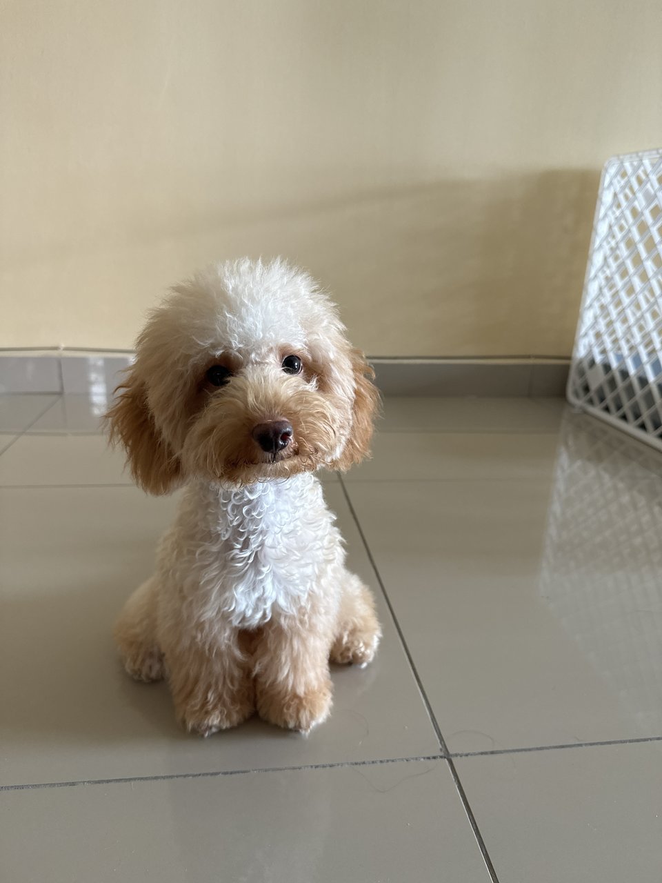 Latte - Poodle Dog