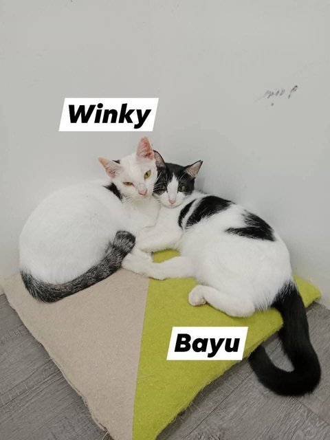 Winky - Domestic Short Hair Cat