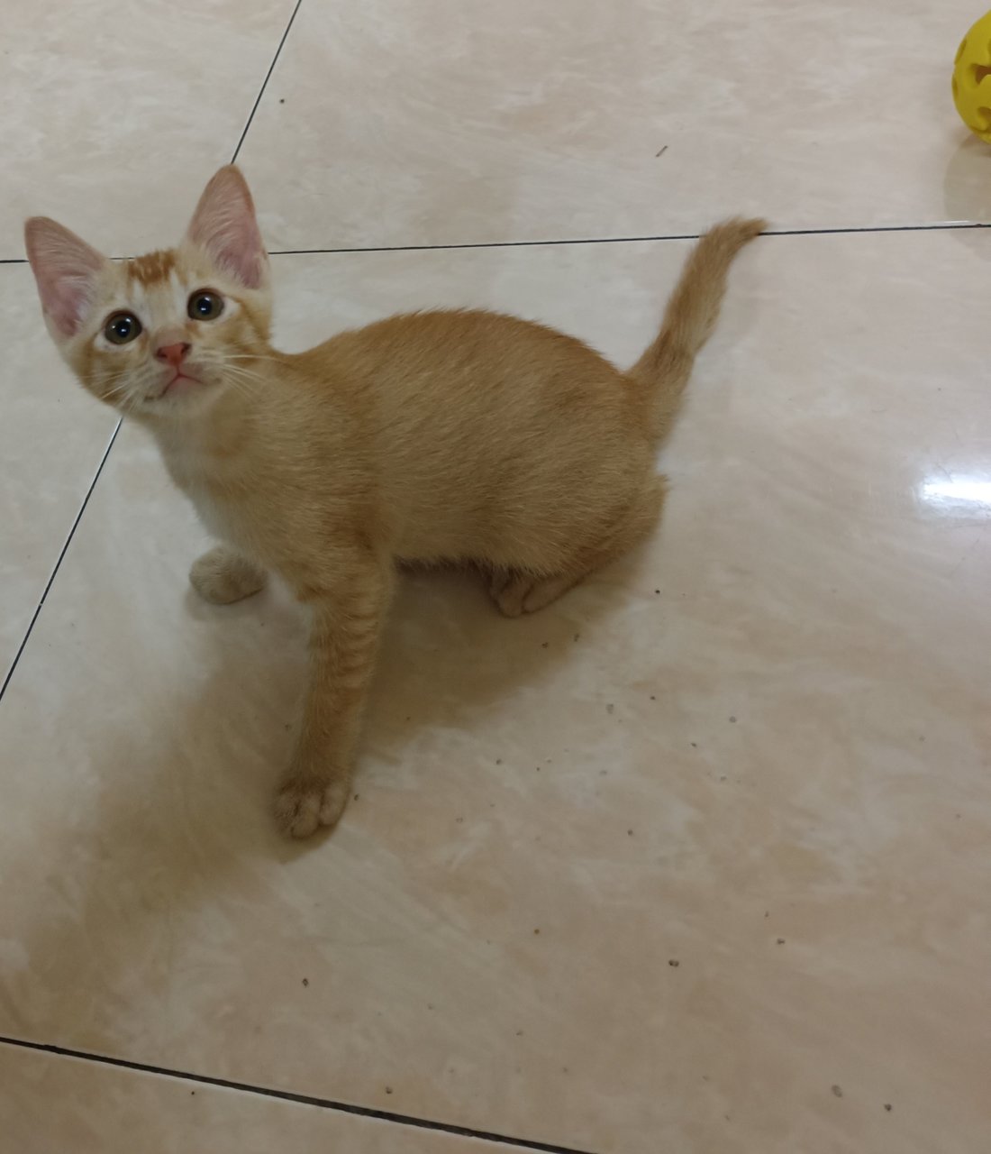 Adik (Ipoh, Perak) - Domestic Short Hair Cat