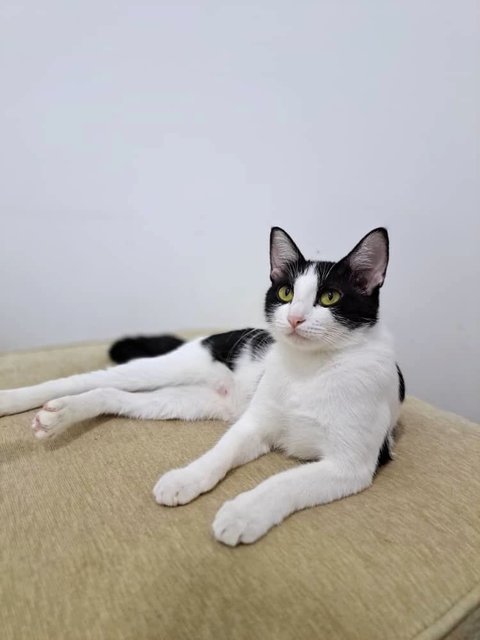 Bayu - Domestic Short Hair Cat