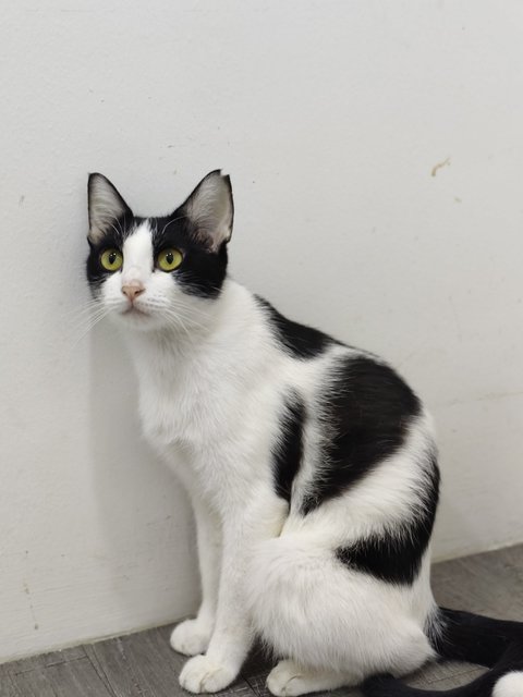 Bayu - Domestic Short Hair Cat