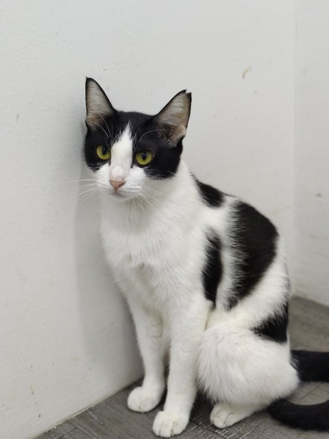 Bayu - Domestic Short Hair Cat