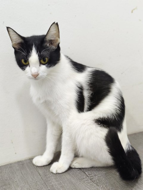 Bayu - Domestic Short Hair Cat