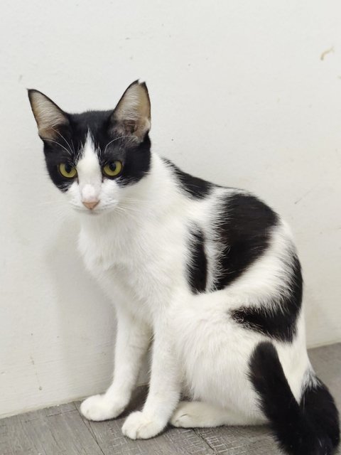 Bayu - Domestic Short Hair Cat