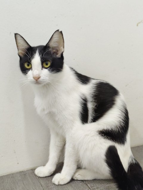 Bayu - Domestic Short Hair Cat