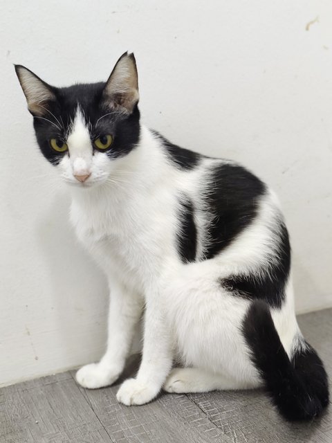 Bayu - Domestic Short Hair Cat