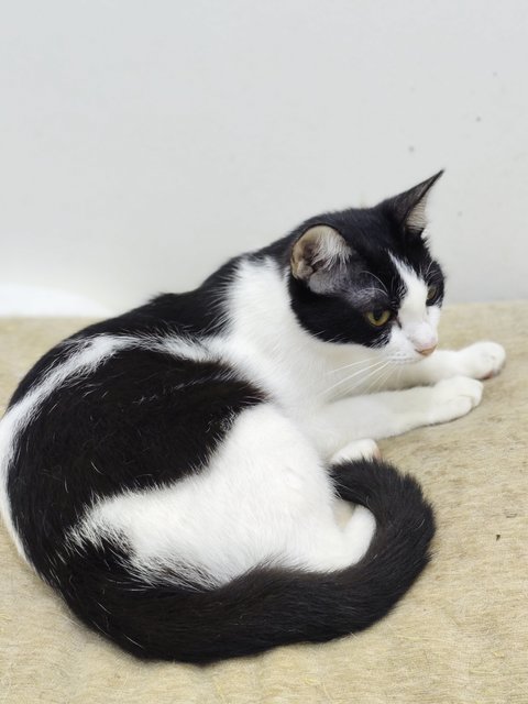 Bayu - Domestic Short Hair Cat