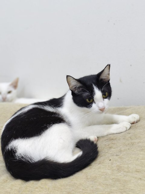 Bayu - Domestic Short Hair Cat