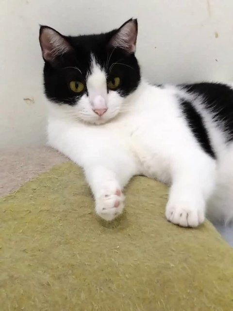 Bayu - Domestic Short Hair Cat