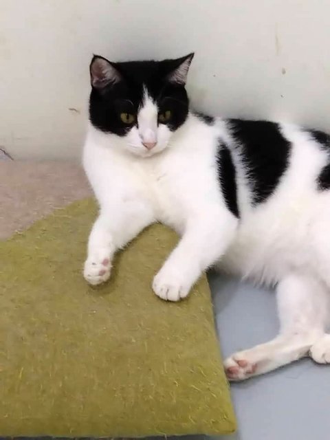 Bayu - Domestic Short Hair Cat