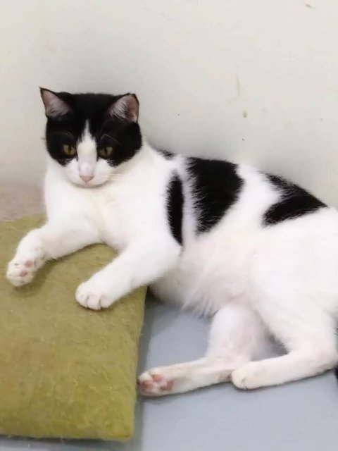 Bayu - Domestic Short Hair Cat
