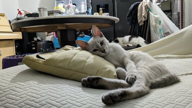 Manioc - Domestic Short Hair Cat