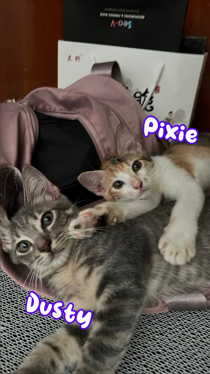 Pixie &amp; Dusty  - Domestic Medium Hair Cat