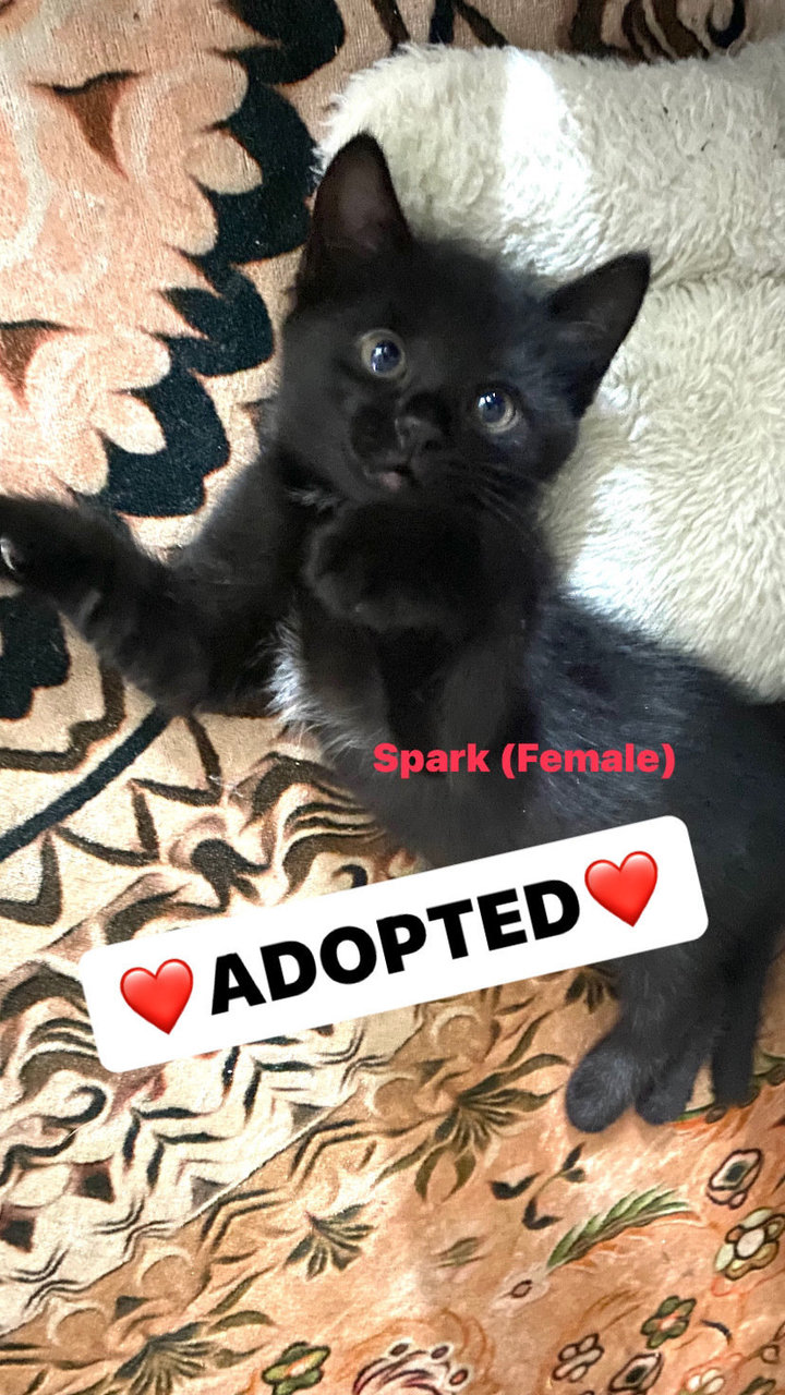 Spark - Bombay + Tuxedo Cat