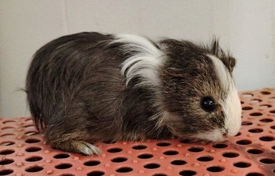 Guinea Pigs - Guinea Pig Small & Furry