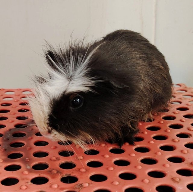 Guinea Pigs - Guinea Pig Small & Furry