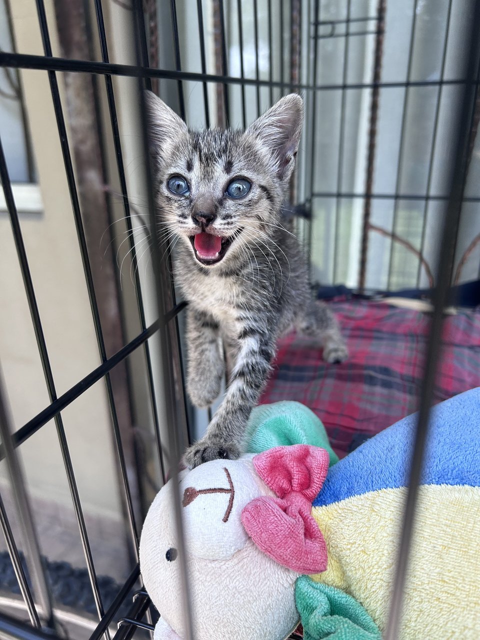 Blue  - Domestic Short Hair Cat