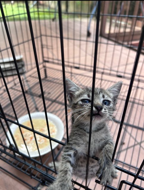 Blue  - Domestic Short Hair Cat