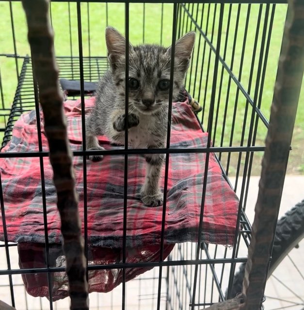 Blue  - Domestic Short Hair Cat