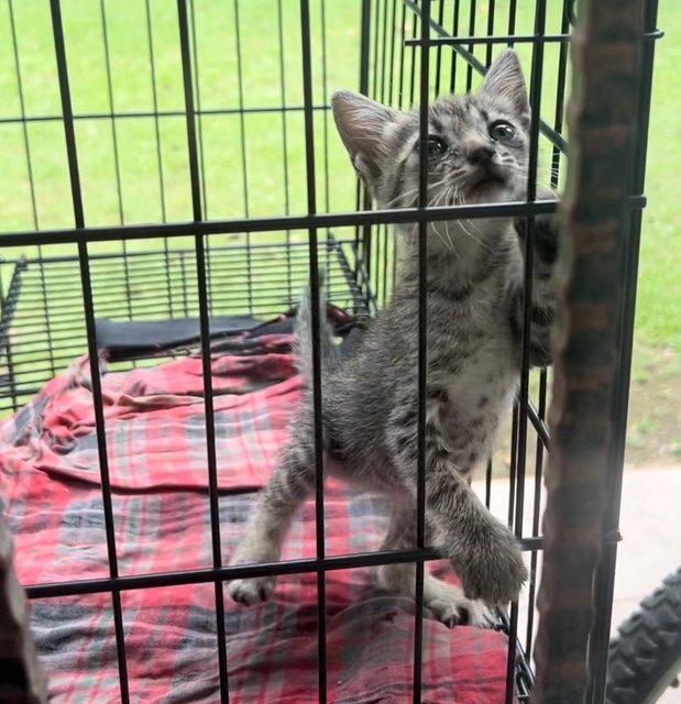 Blue  - Domestic Short Hair Cat