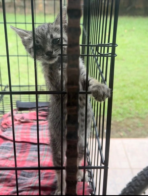 Blue  - Domestic Short Hair Cat