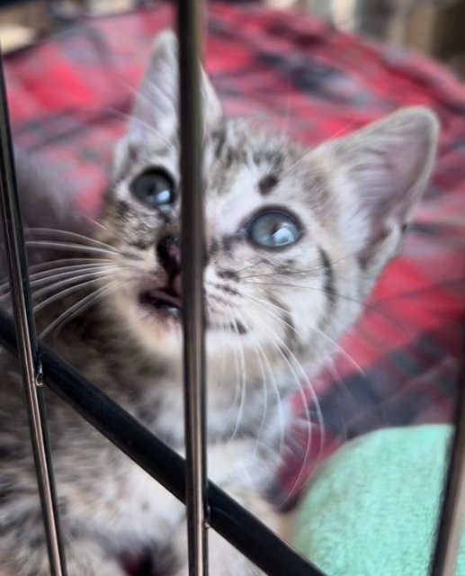 Blue  - Domestic Short Hair Cat