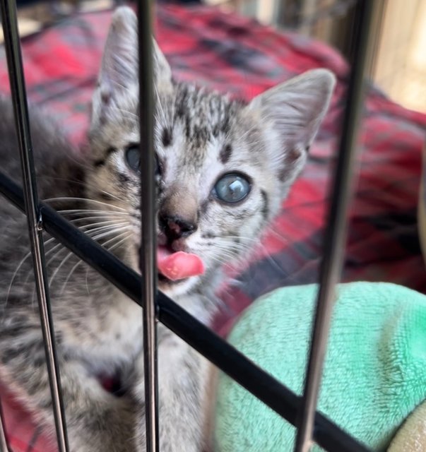 Blue  - Domestic Short Hair Cat