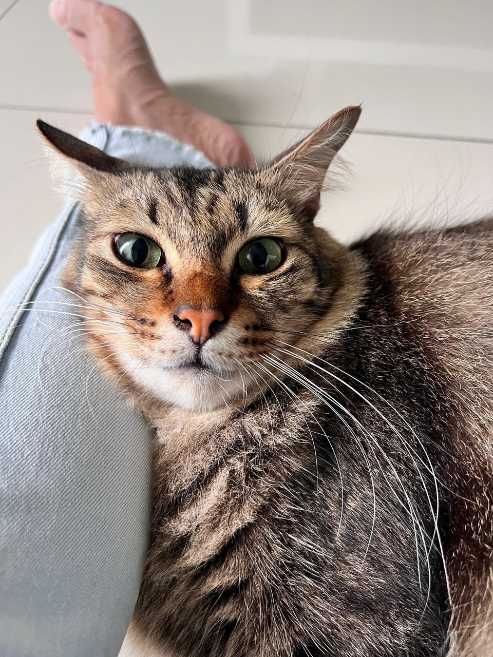 Fluff - Domestic Short Hair Cat