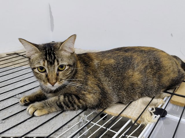 Lemon - Domestic Short Hair Cat