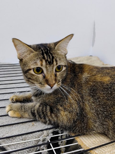 Lemon - Domestic Short Hair Cat