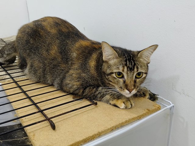 Lemon - Domestic Short Hair Cat