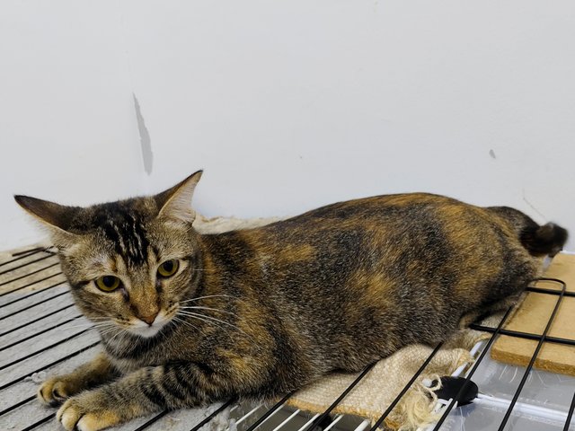 Lemon - Domestic Short Hair Cat