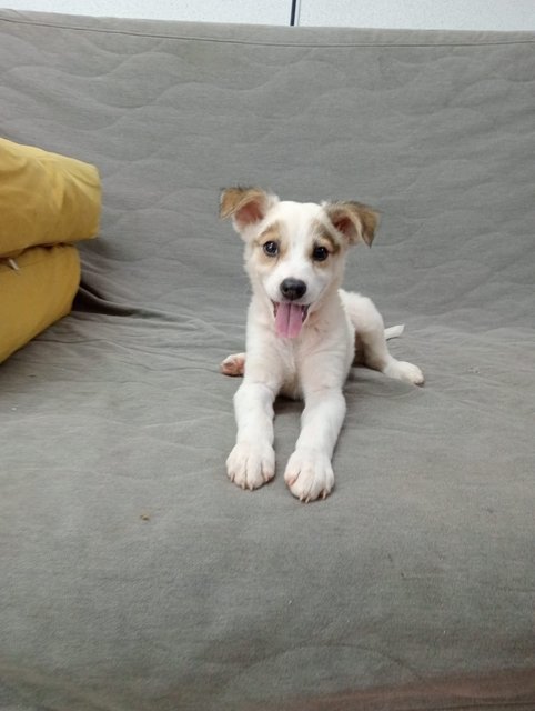 Pearl - Mixed Breed Dog