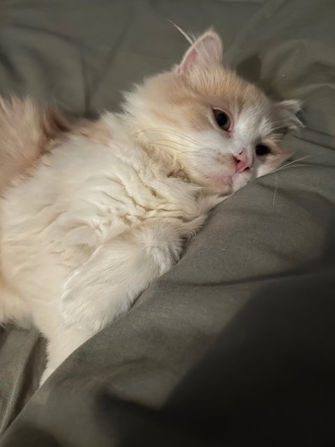 Latte - Persian + Maine Coon Cat