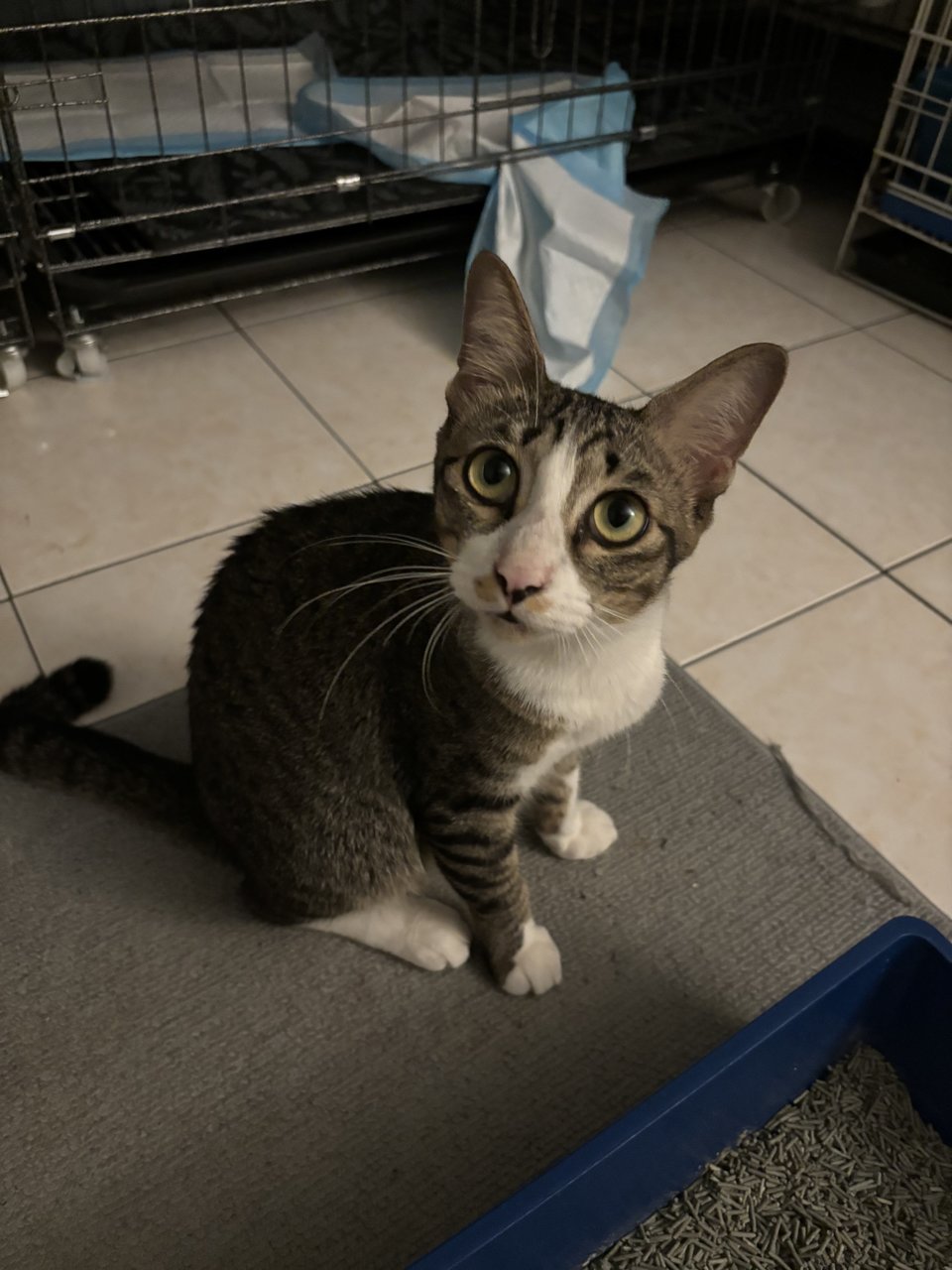 Malik (Stray) - Domestic Short Hair Cat