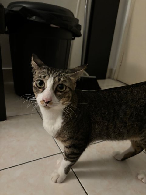 Malik (Stray) - Domestic Short Hair Cat