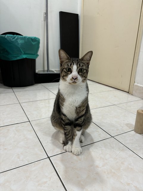 Malik (Stray) - Domestic Short Hair Cat