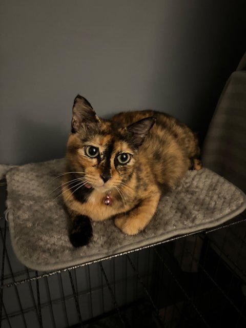 Princess (Stray) - Tortoiseshell Cat