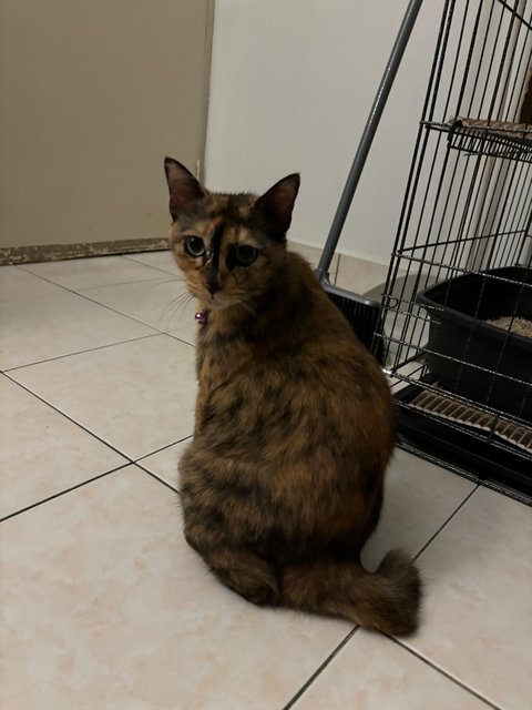 Princess (Stray) - Tortoiseshell Cat