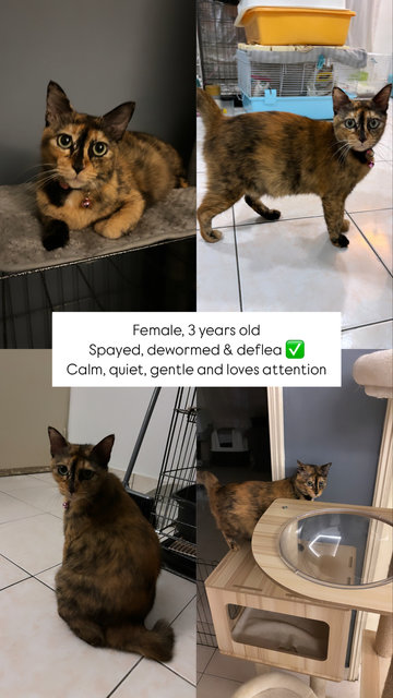 Princess (Stray) - Tortoiseshell Cat