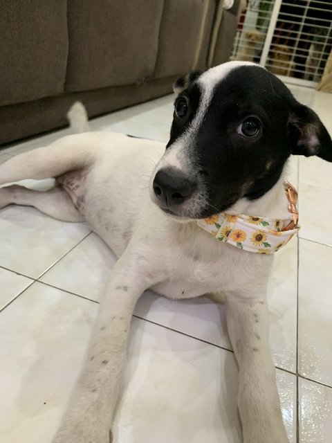 Momoo - Mixed Breed Dog