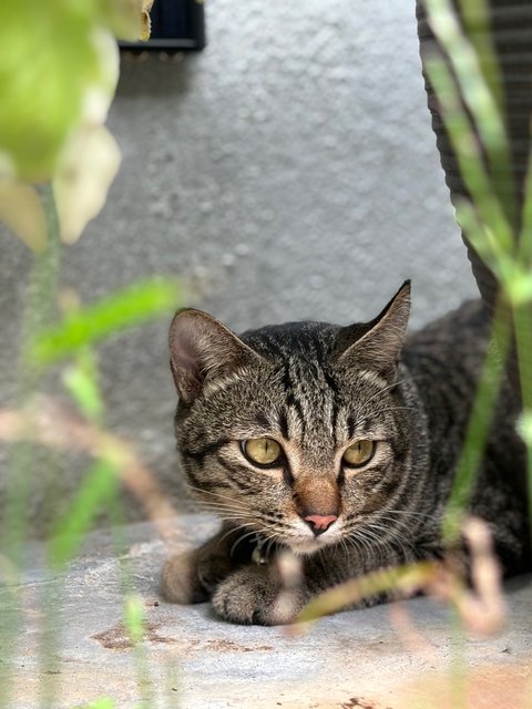 Tiger - Tabby Cat