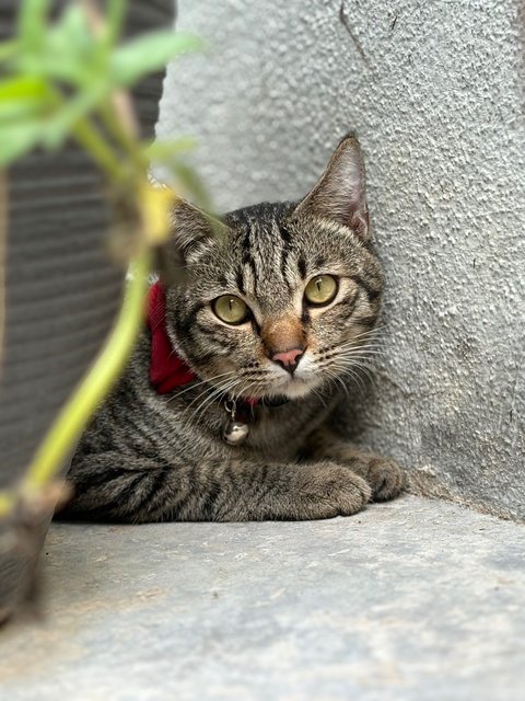 Tiger - Tabby Cat