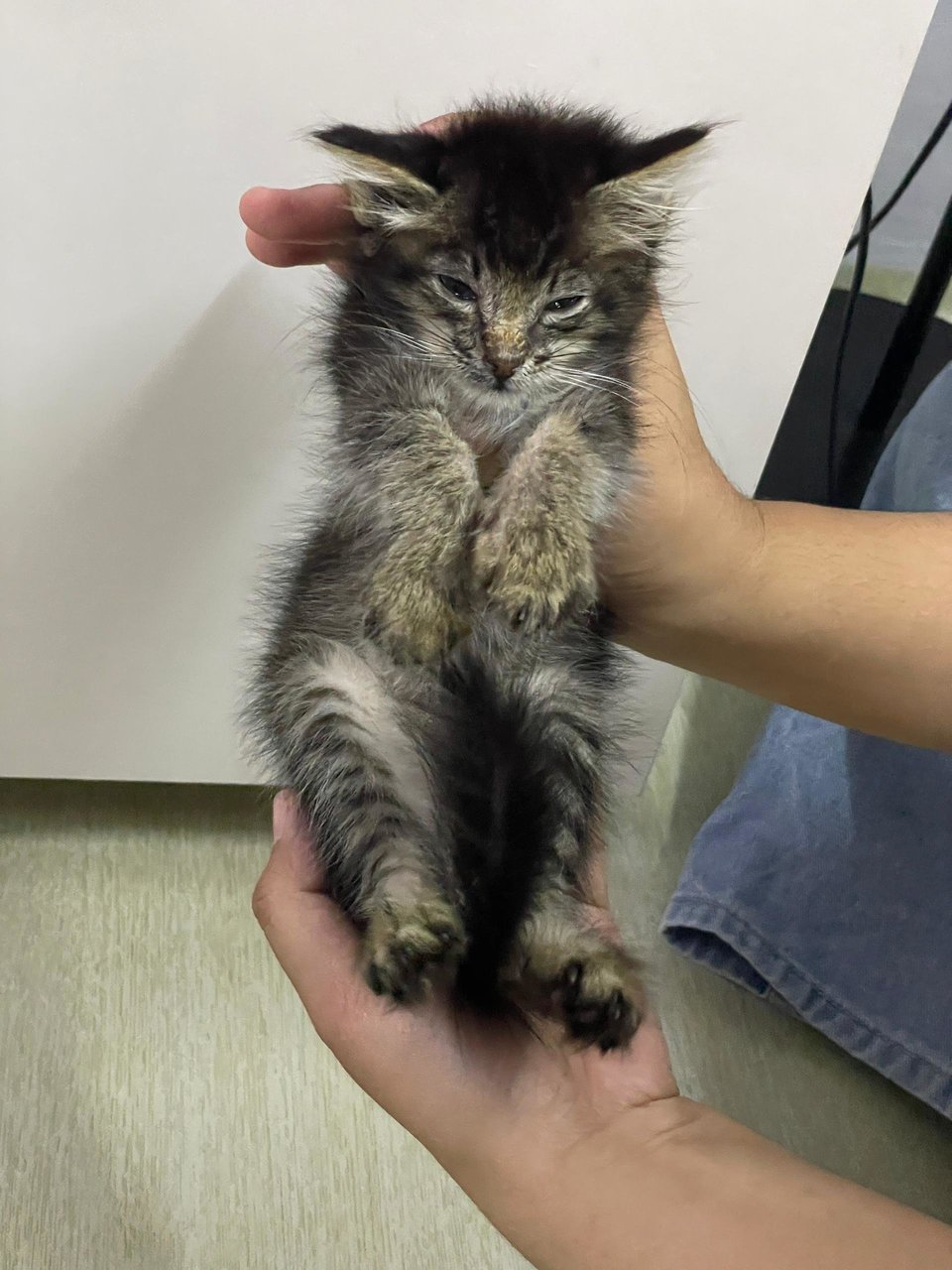 Arnold - Domestic Long Hair Cat