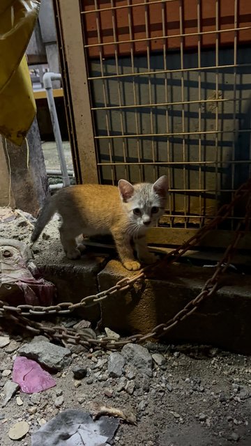 4 Kitten - Domestic Short Hair Cat