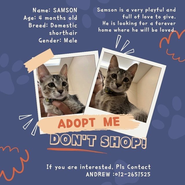 Samson - Domestic Short Hair Cat