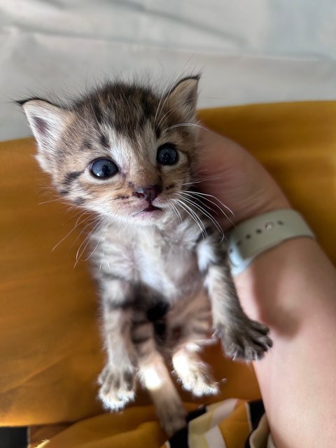 Bingo, Chili, Bluey, Bandit - Domestic Short Hair Cat